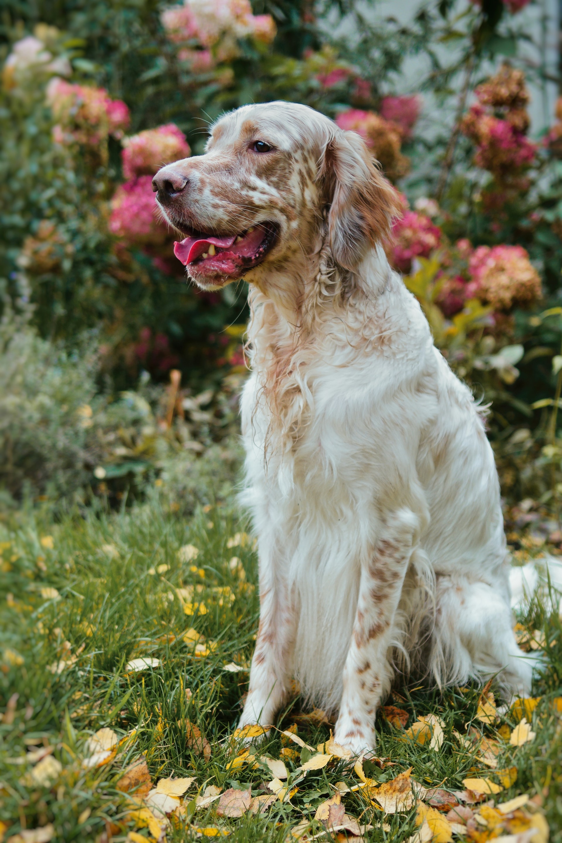 English Setter breed
