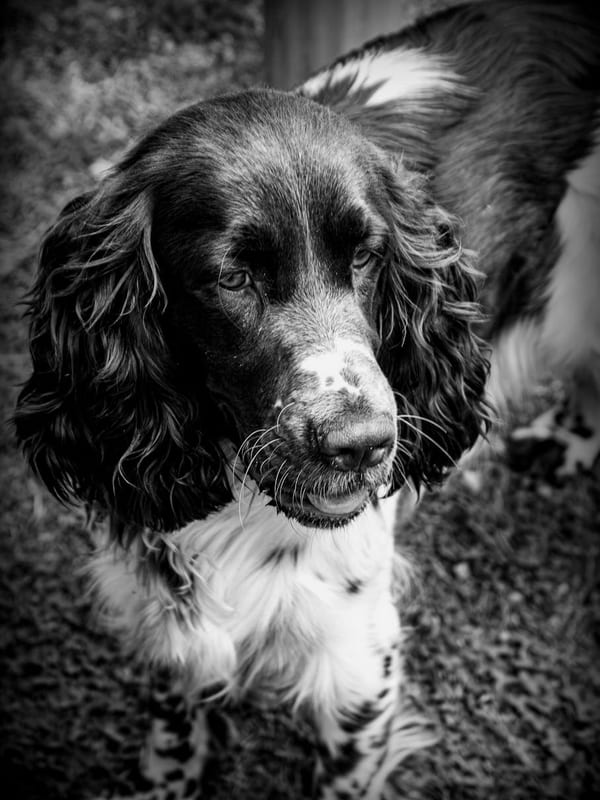 English Springer Spaniel breed