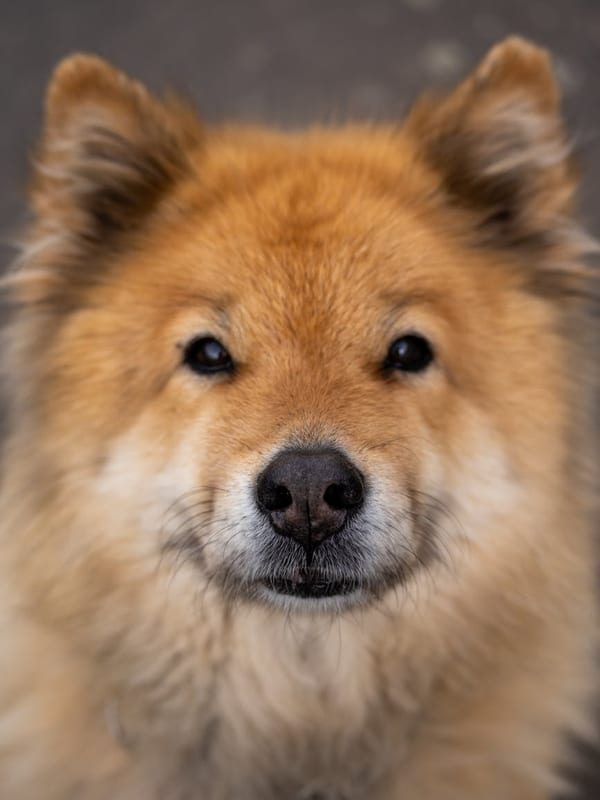 Eurasier breed