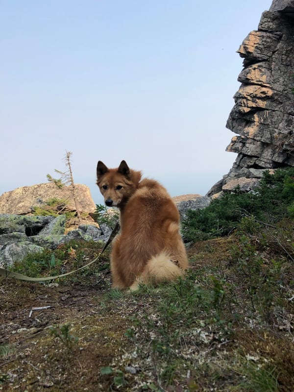 Finnish Spitz breed
