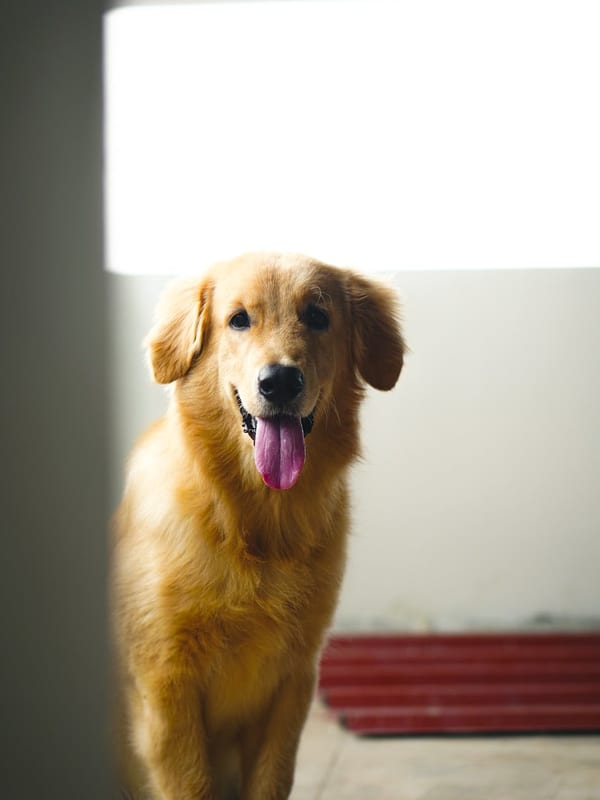 Flat-Coated Retriever breed