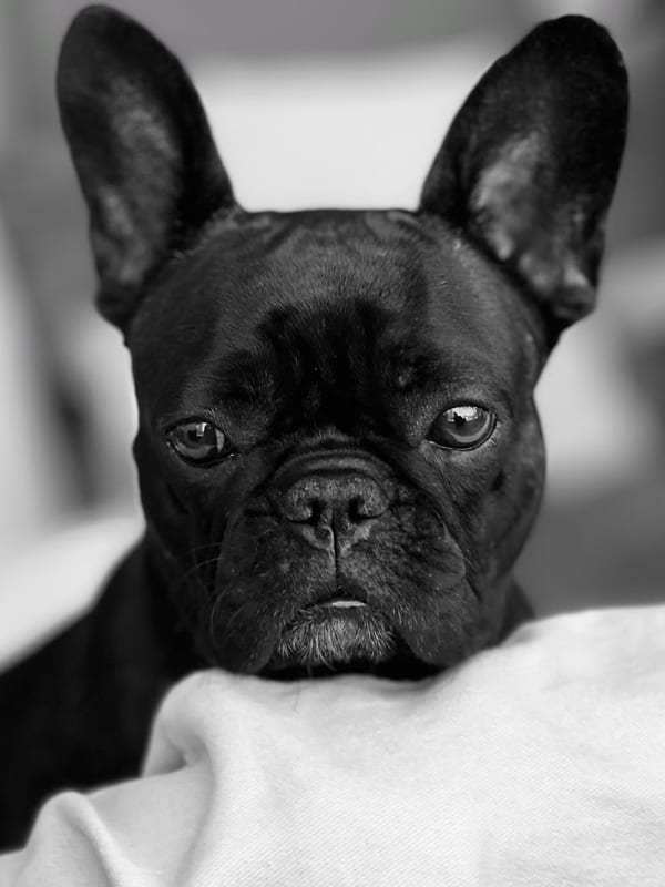 French Bulldog breed