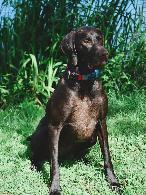 German Longhaired Pointer breed