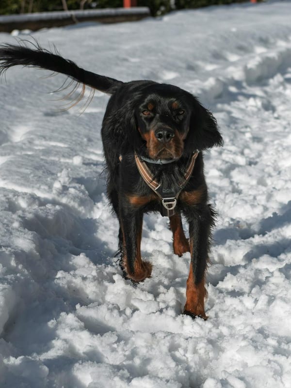 Gordon Setter breed