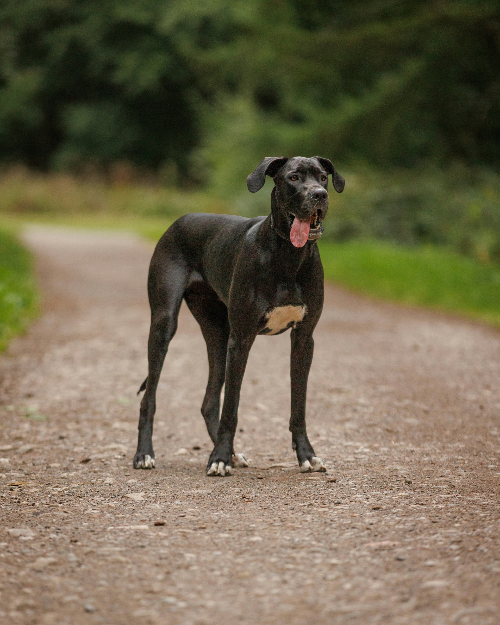 Great Dane breed
