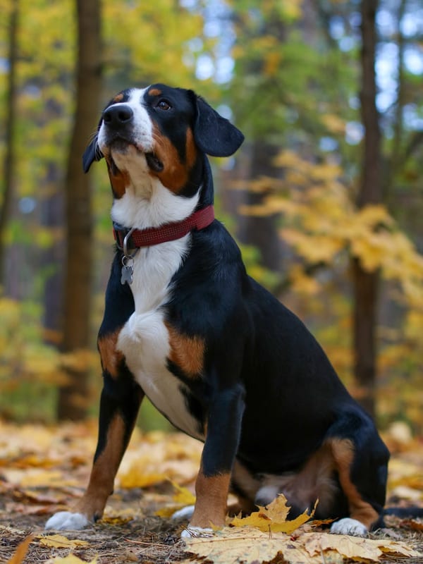 Greater Swiss Mountain Dog breed