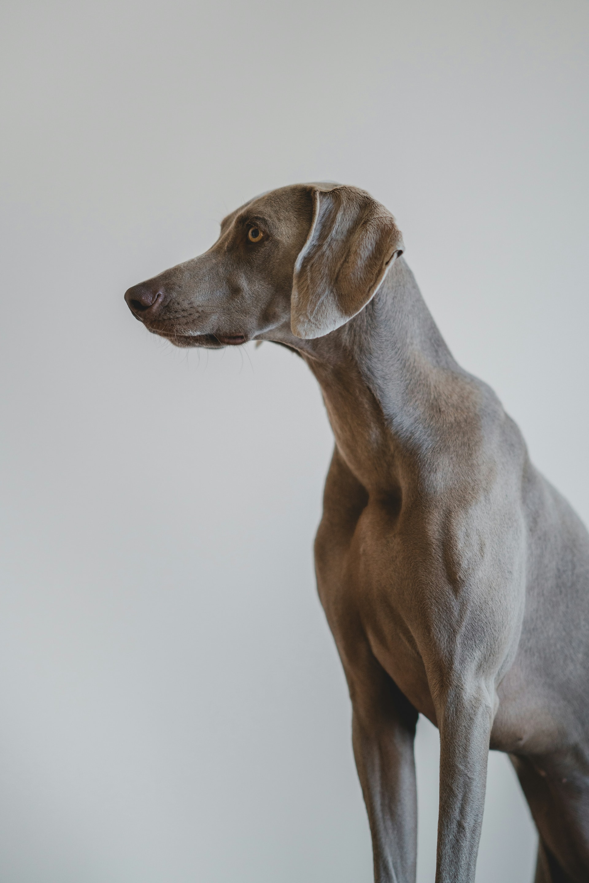 Greyhound breed