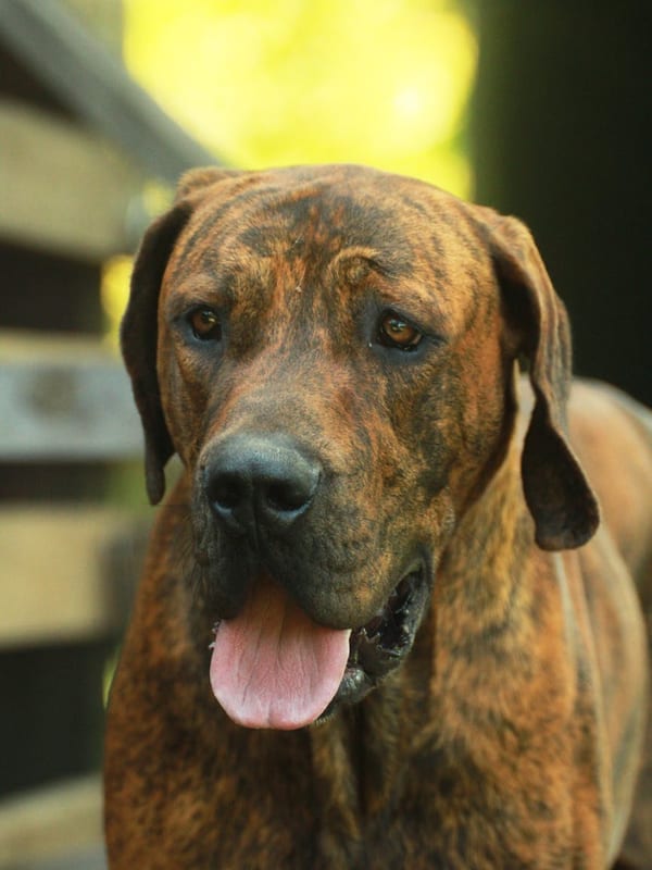 Hanoverian Scenthound breed