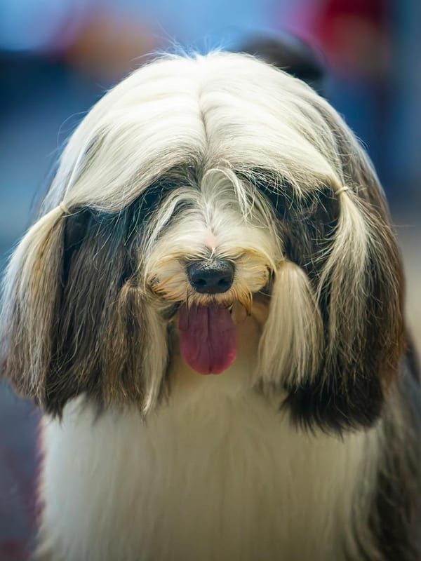 Havanese breed