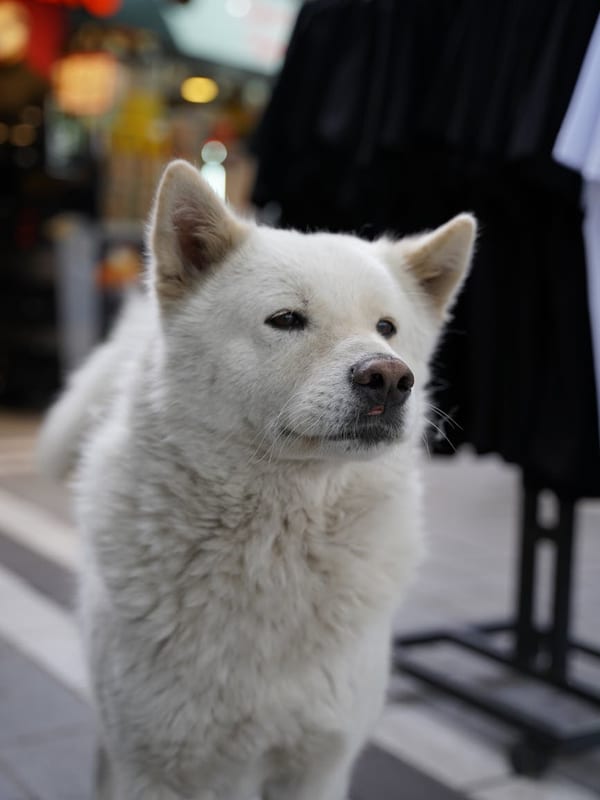 Hokkaido breed