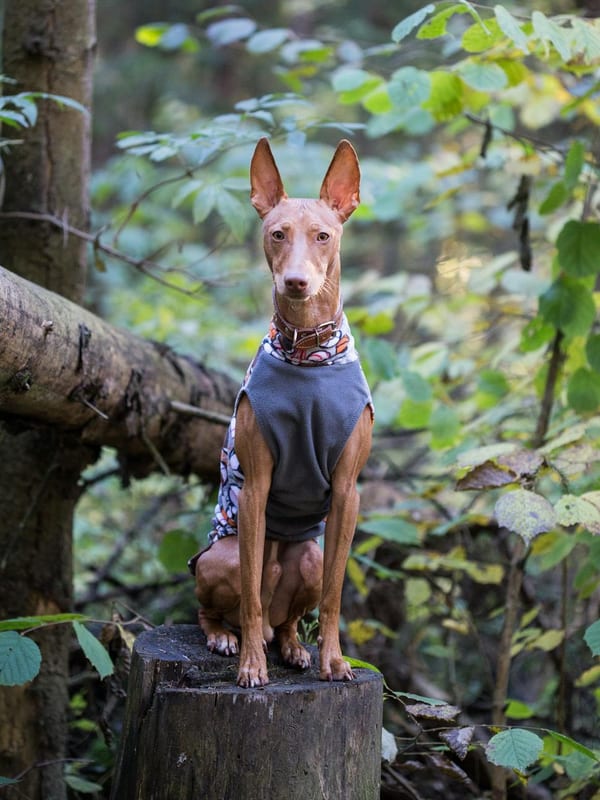 Ibizan Hound breed