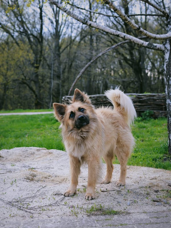 Icelandic Sheepdog breed
