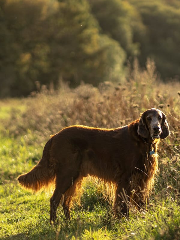 Irish Red and White Setter breed