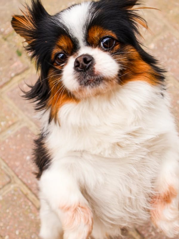 Japanese Chin breed