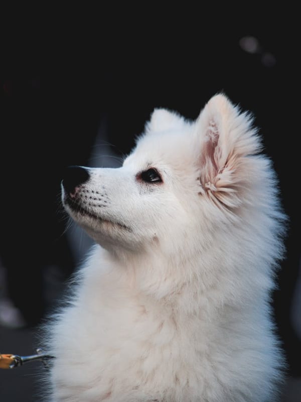 Japanese Spitz breed