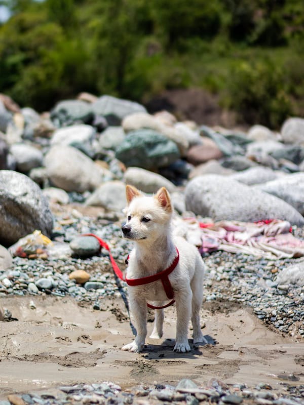 Jindo breed