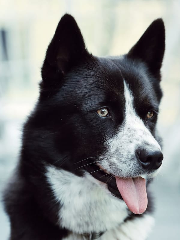Karelian Bear Dog breed