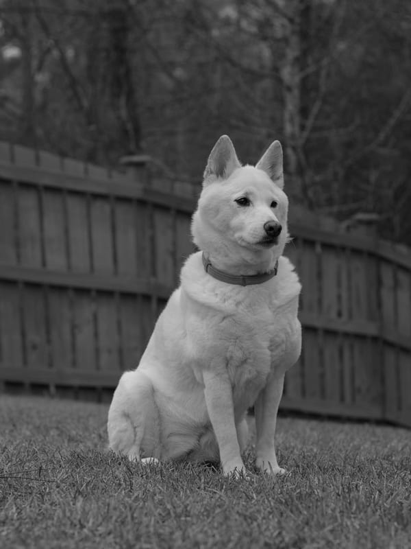Kishu Ken breed