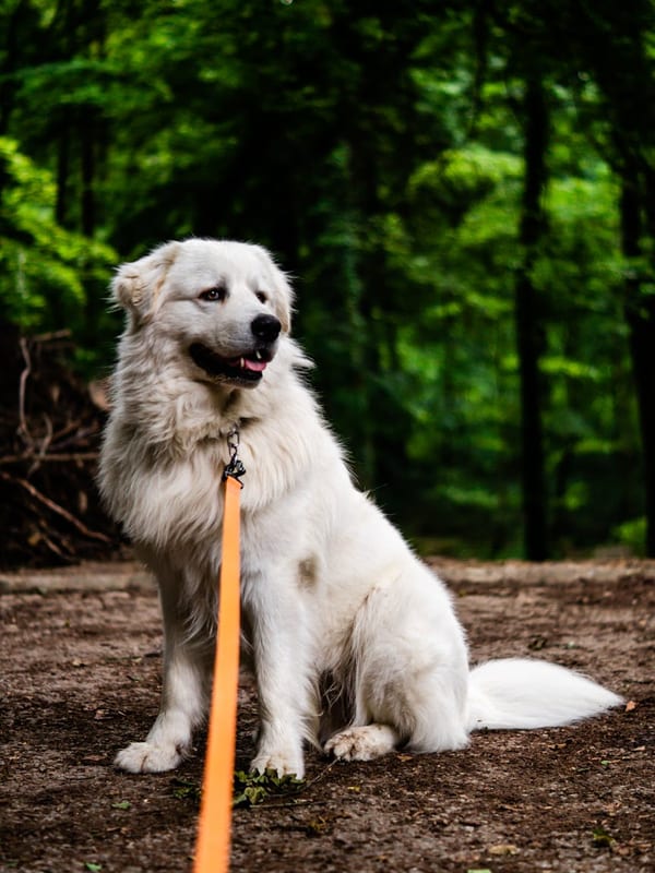 Kuvasz breed