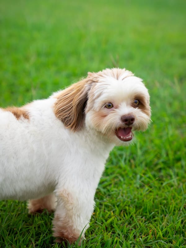 Löwchen breed