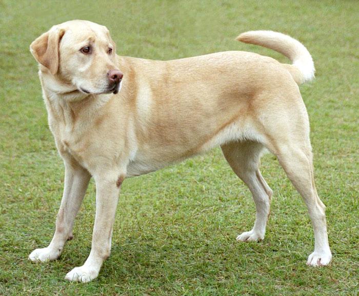 Labrador Retriever breed