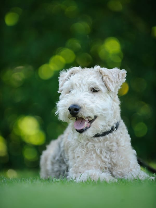 Lakeland Terrier breed
