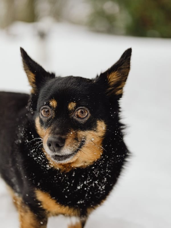 Lancashire Heeler breed