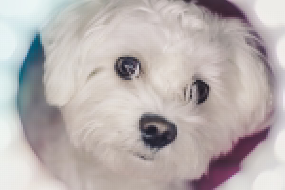 Maltese breed