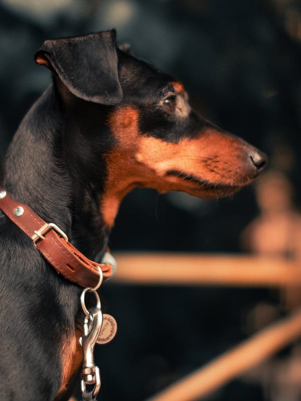 Manchester Terrier (Toy) breed