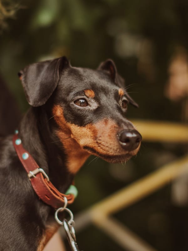 Miniature Pinscher breed