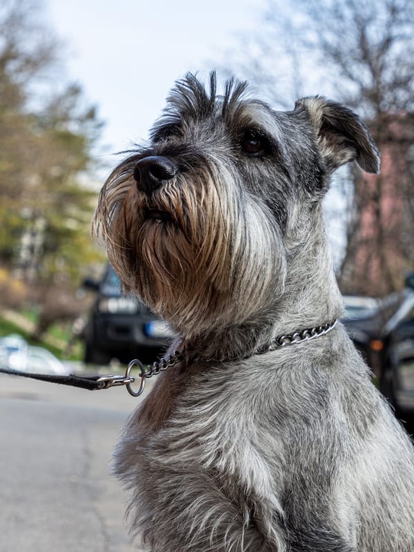 Miniature Schnauzer breed