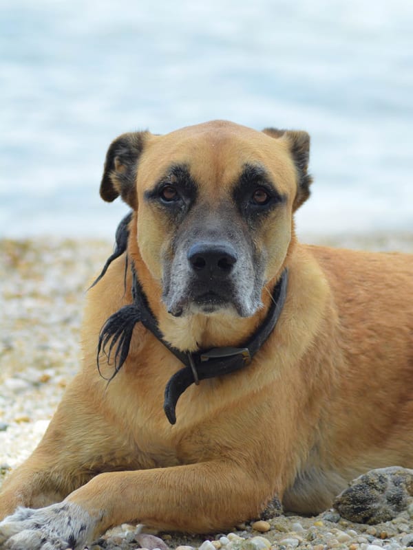 Mountain Cur breed