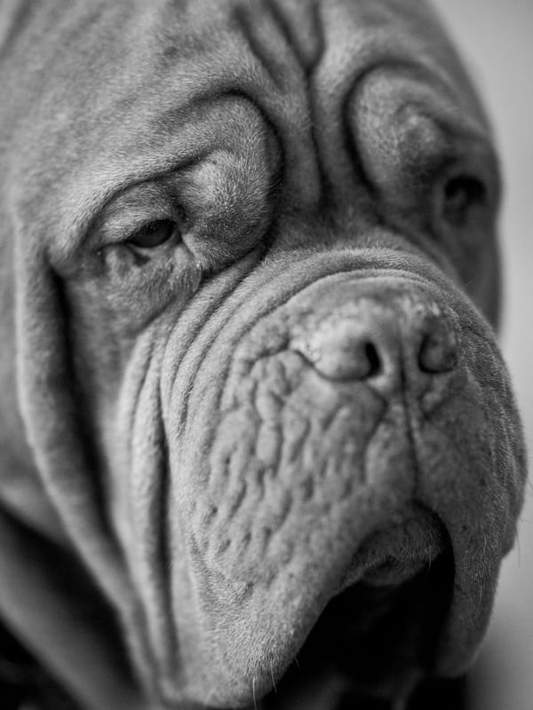 Neapolitan Mastiff breed