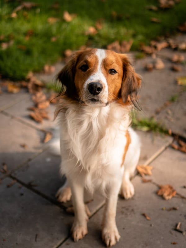Nederlandse Kooikerhondje breed