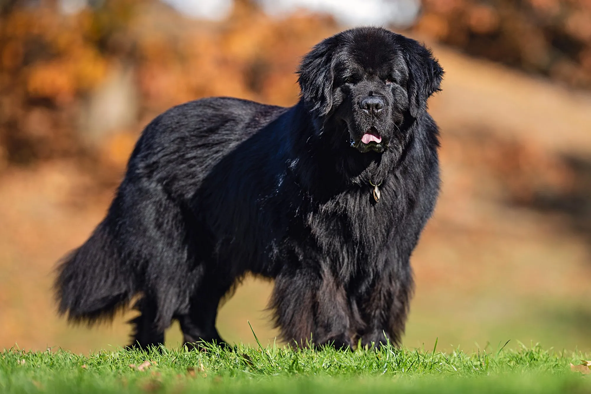 Newfoundland breed