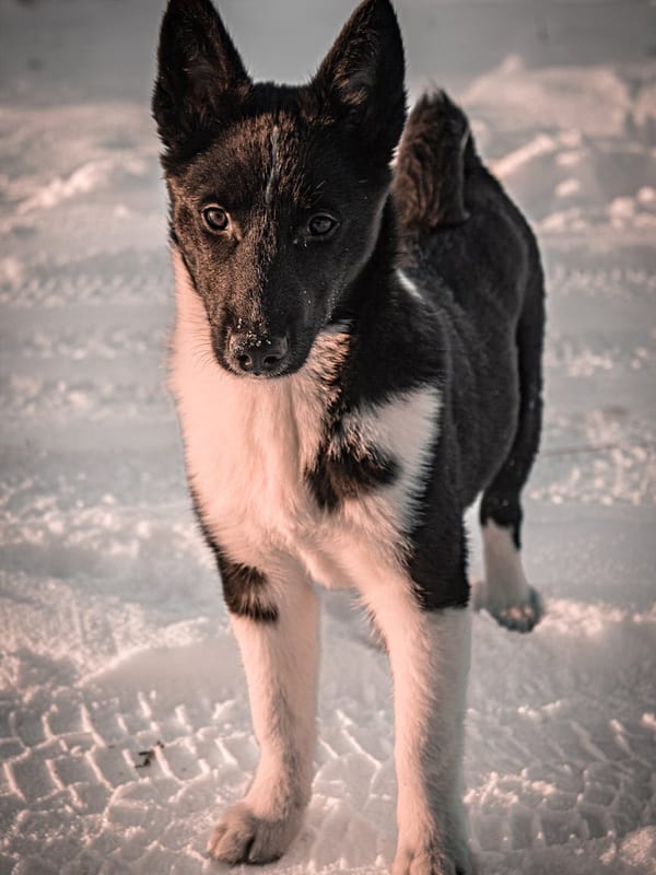 Norrbottenspets breed