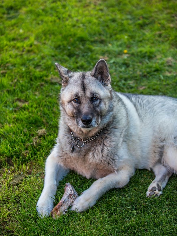 Norwegian Lundehund breed