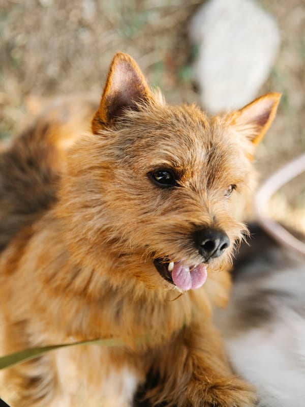 Norwich Terrier breed