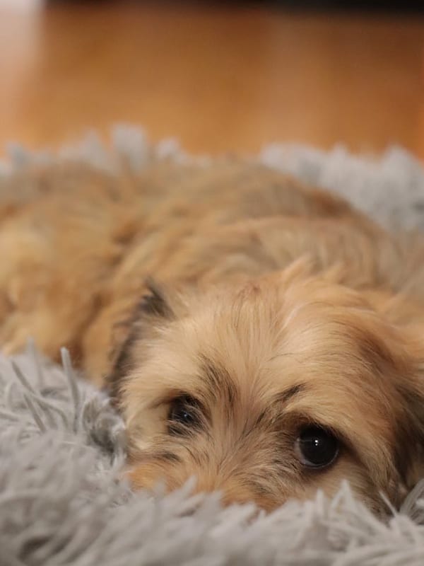 Otterhound breed