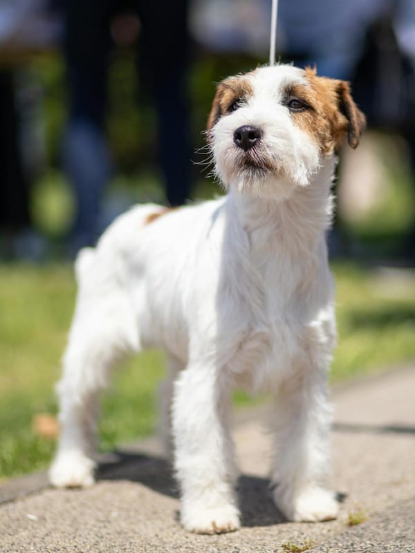Parson Russell Terrier breed