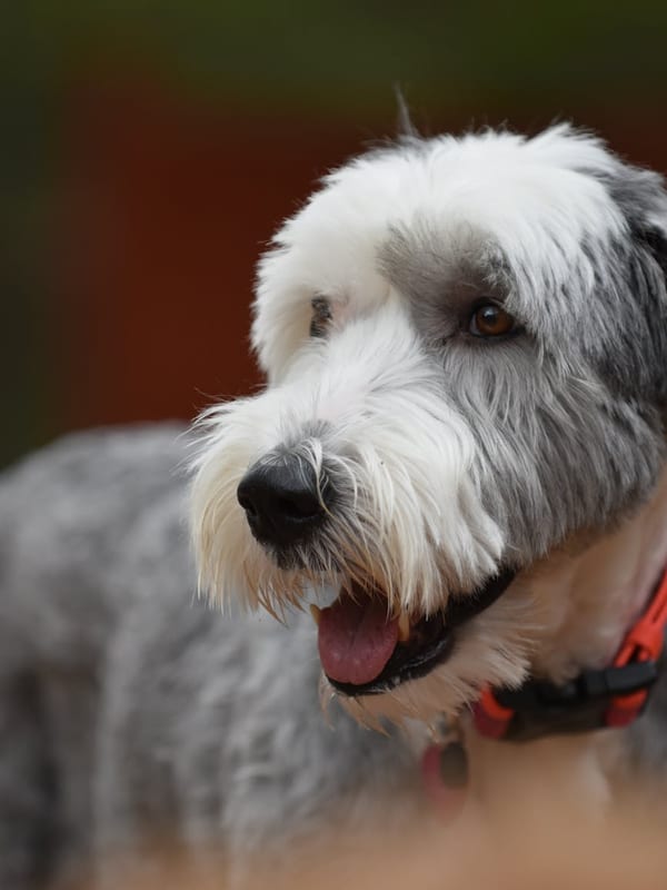 Polish Lowland Sheepdog breed