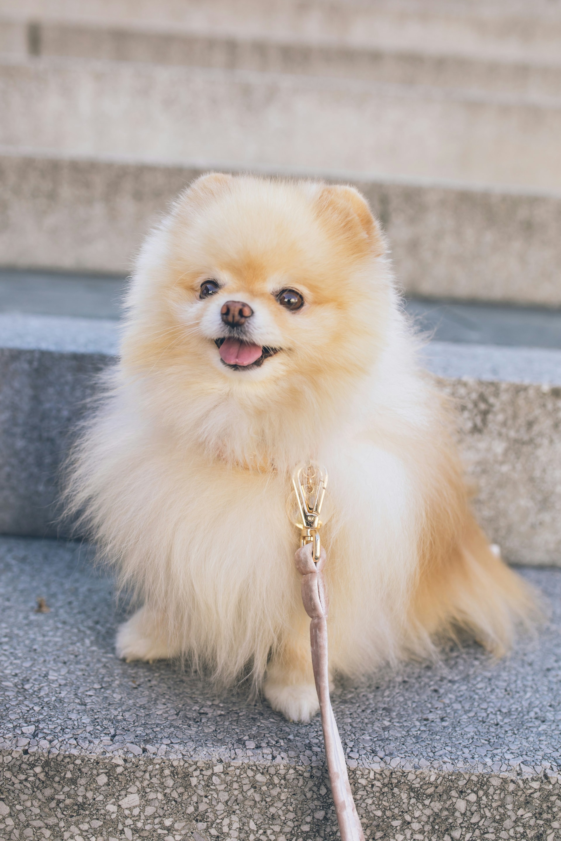 Pomeranian breed