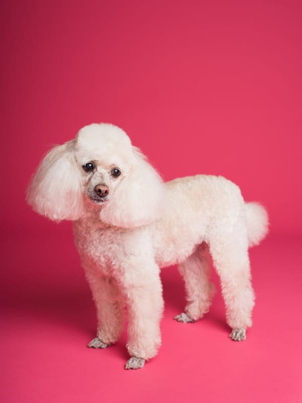 Poodle (Standard) breed