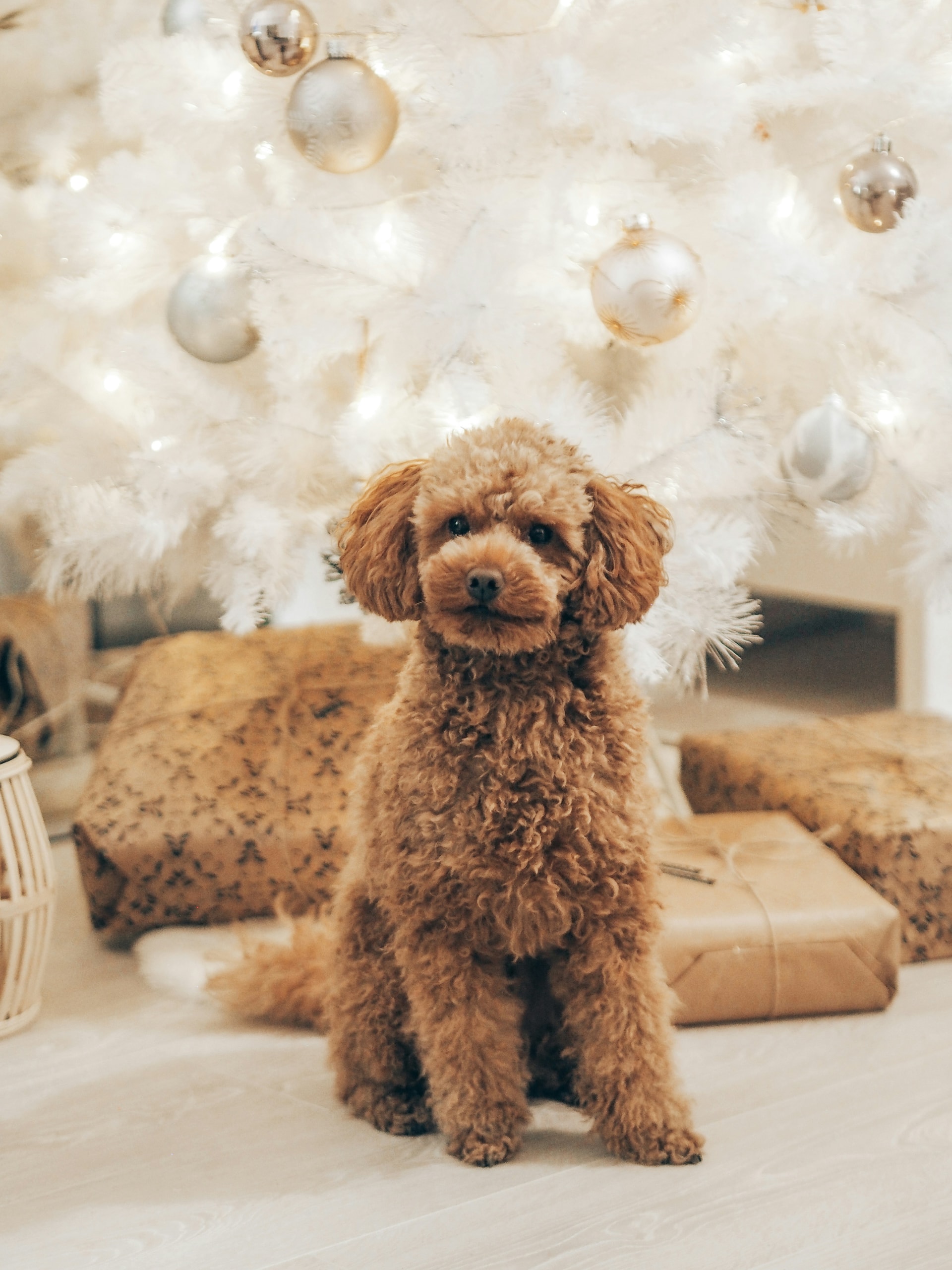Poodle breed