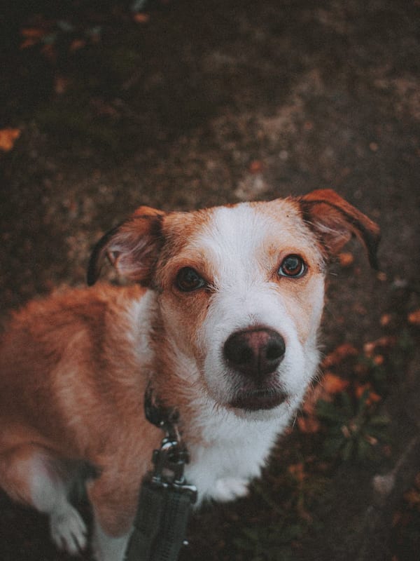Portuguese Podengo breed