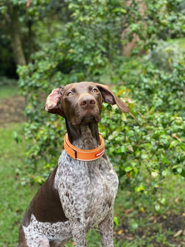 Portuguese Pointer breed