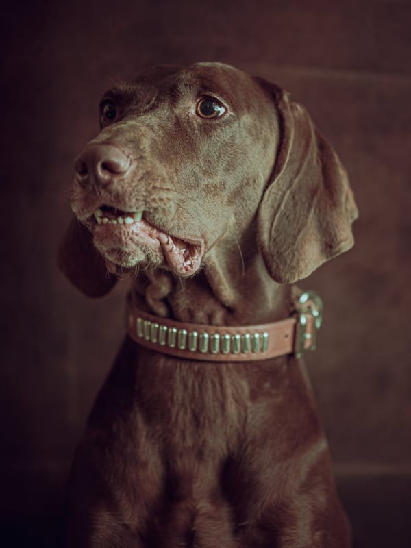 Pudelpointer breed