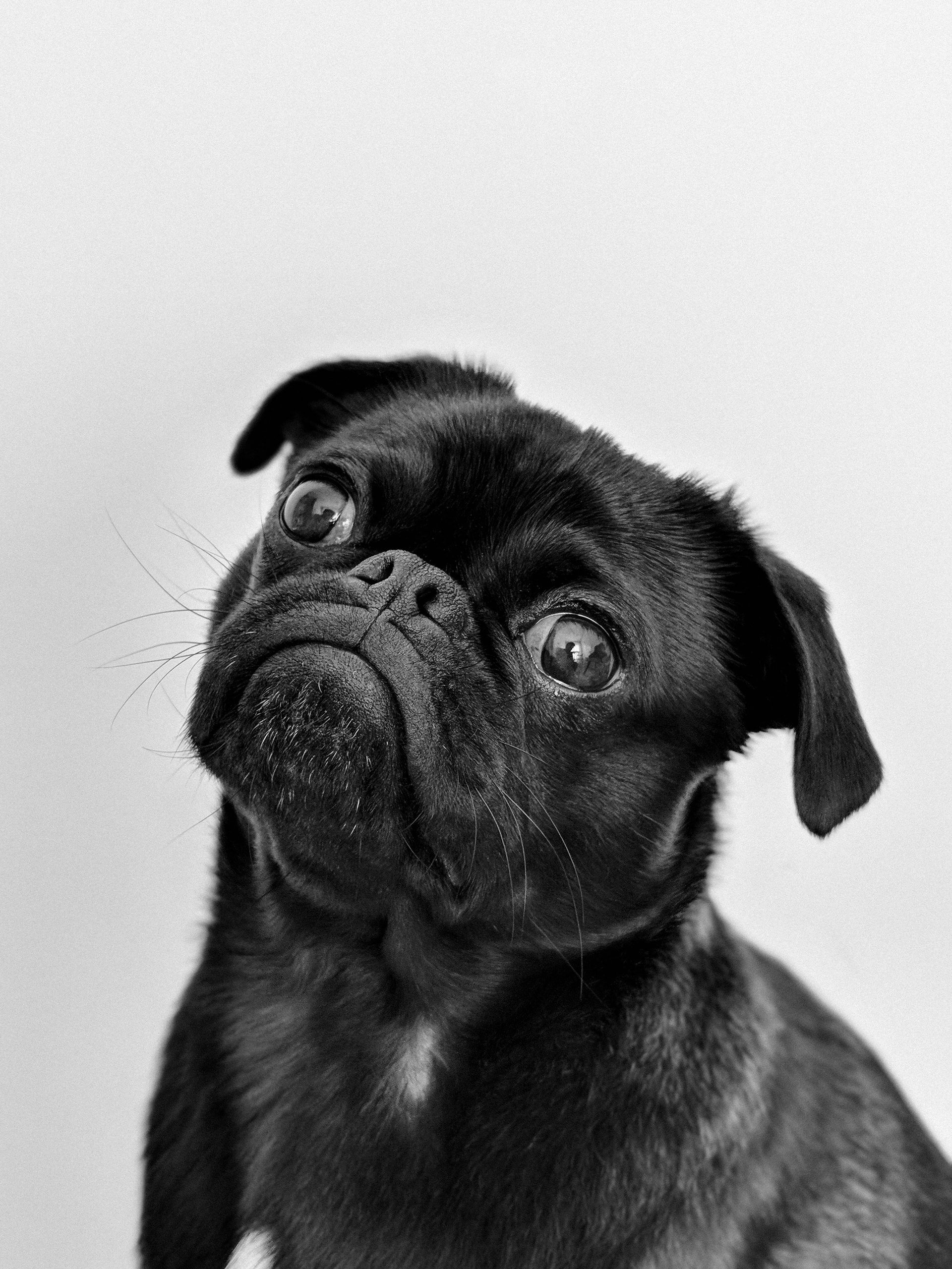 Pug breed