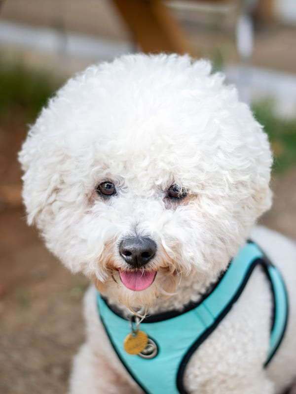 Pumi breed
