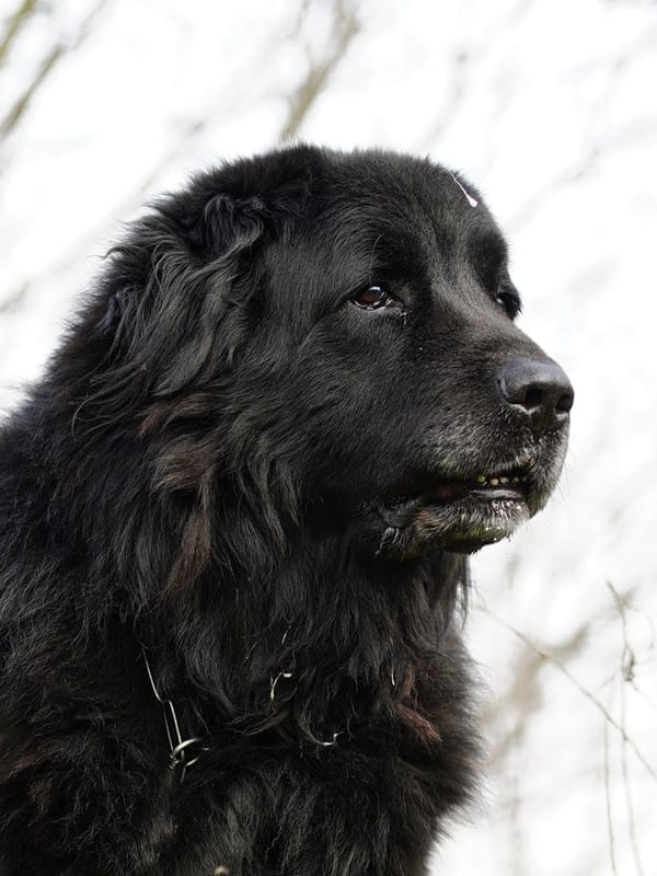 Pyrenean Mastiff breed